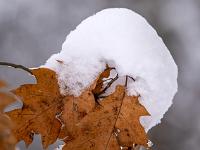 Schneehaube auf Eichenblätter